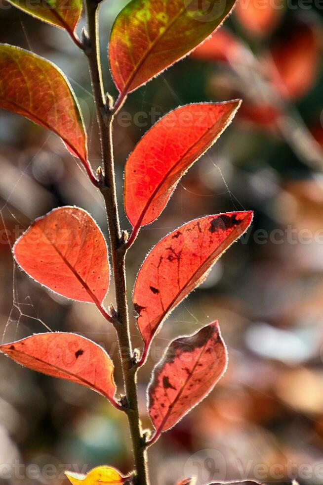 autumn red leaves on the bush illuminated by the warm afternoon sun photo