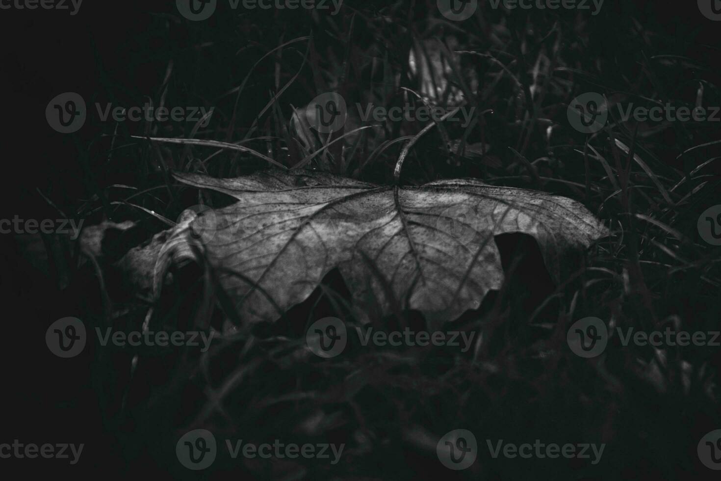 background with autumn maple  leaf lying with green grass photo