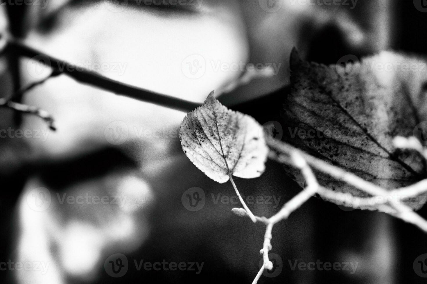 colorful autumn leaves on a tree branch in the warm sunshine photo