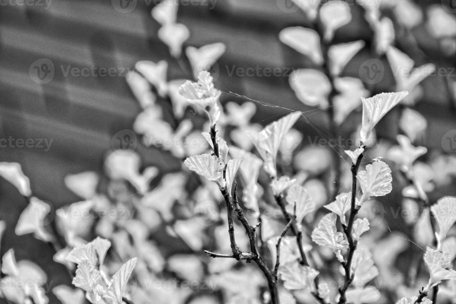 beautiful first spring bright green leaves on a small bush photo