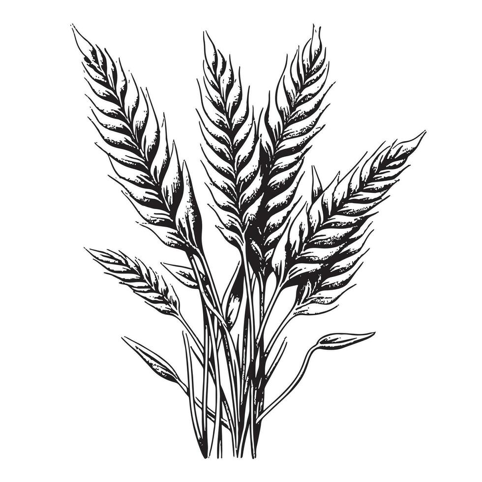 Wheat bouquet sketch hand drawn in engraving style Vector illustration