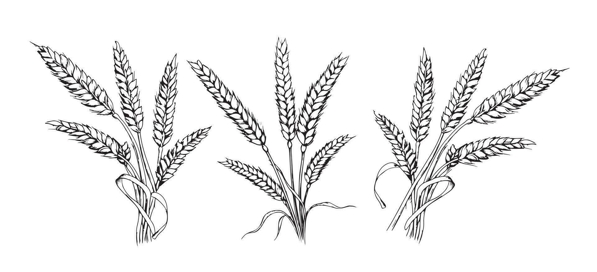 conjunto de ramos de flores de orejas de trigo bosquejo mano dibujado en garabatear estilo vector ilustración