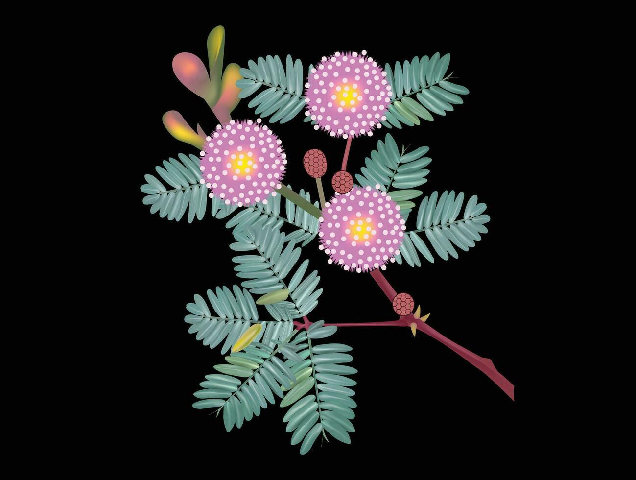 Mimosa pudica linn vector for background design element.