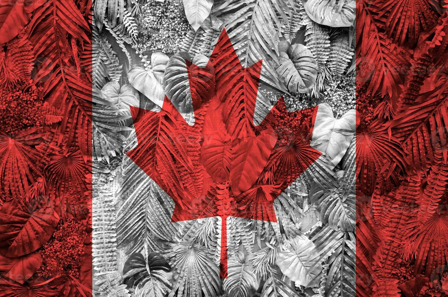 Canada flag depicted on many leafs of monstera palm trees. Trendy fashionable backdrop photo