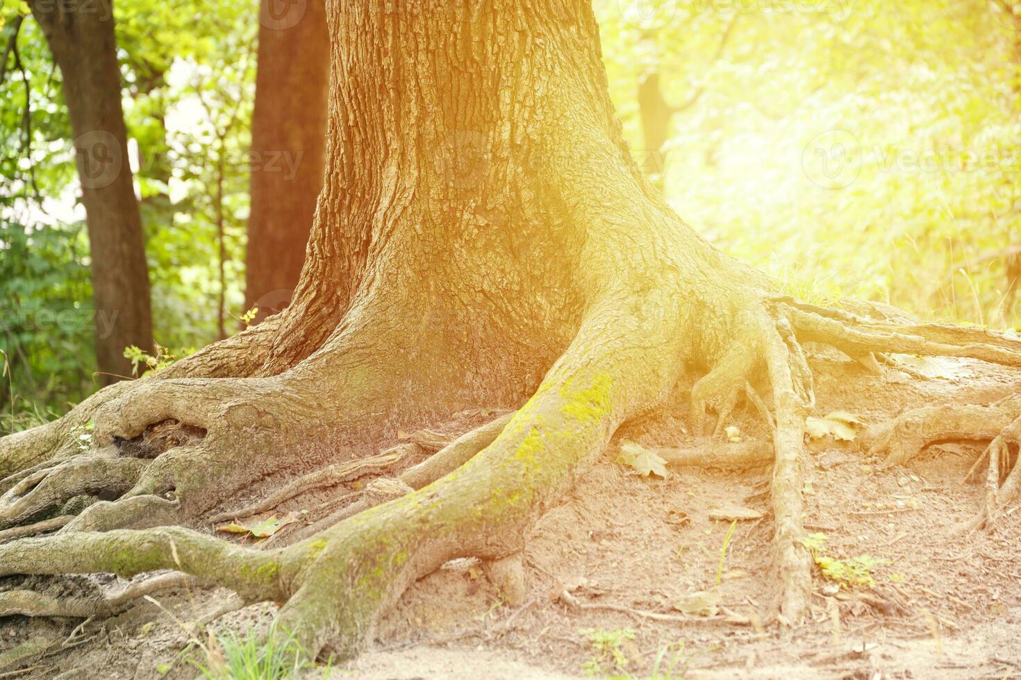 Mighty roots of an old tree in green forest in daytime photo