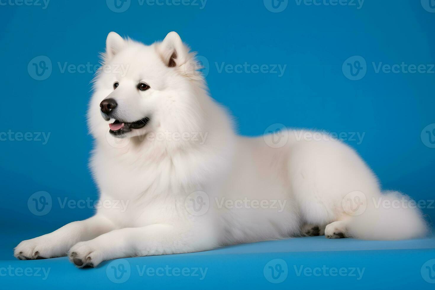Cute Samoyed dog on blue color background. Neural network AI generated photo