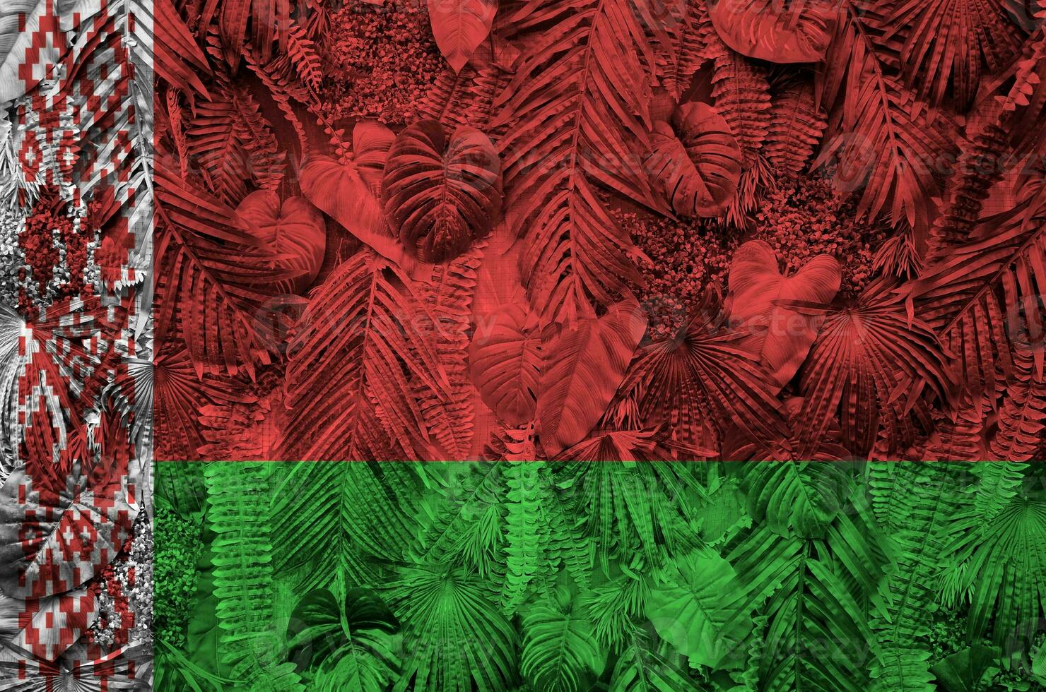 Belarus flag depicted on many leafs of monstera palm trees. Trendy fashionable backdrop photo