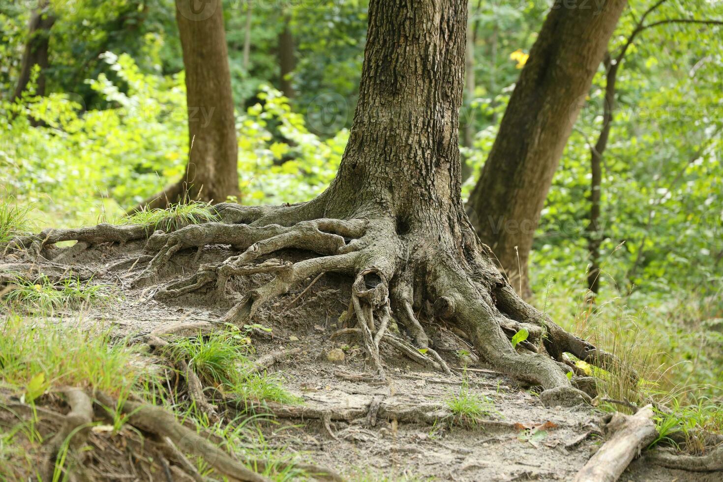 Mighty roots of an old tree in green forest in daytime photo