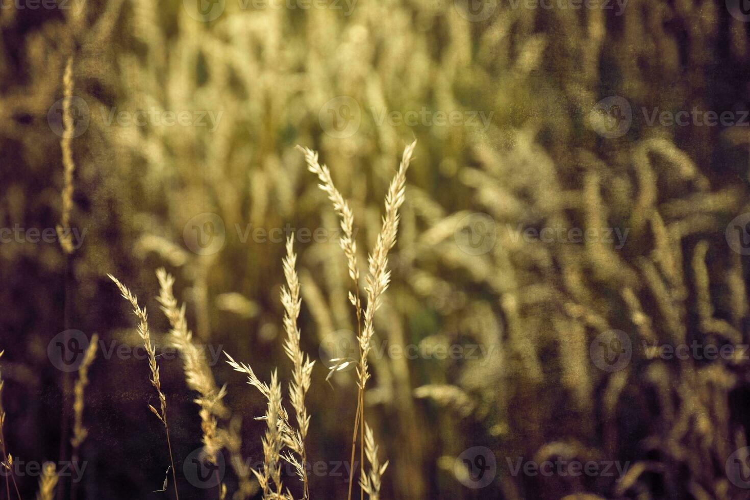 golden summer wild grass in the eternal warm gentle sun photo