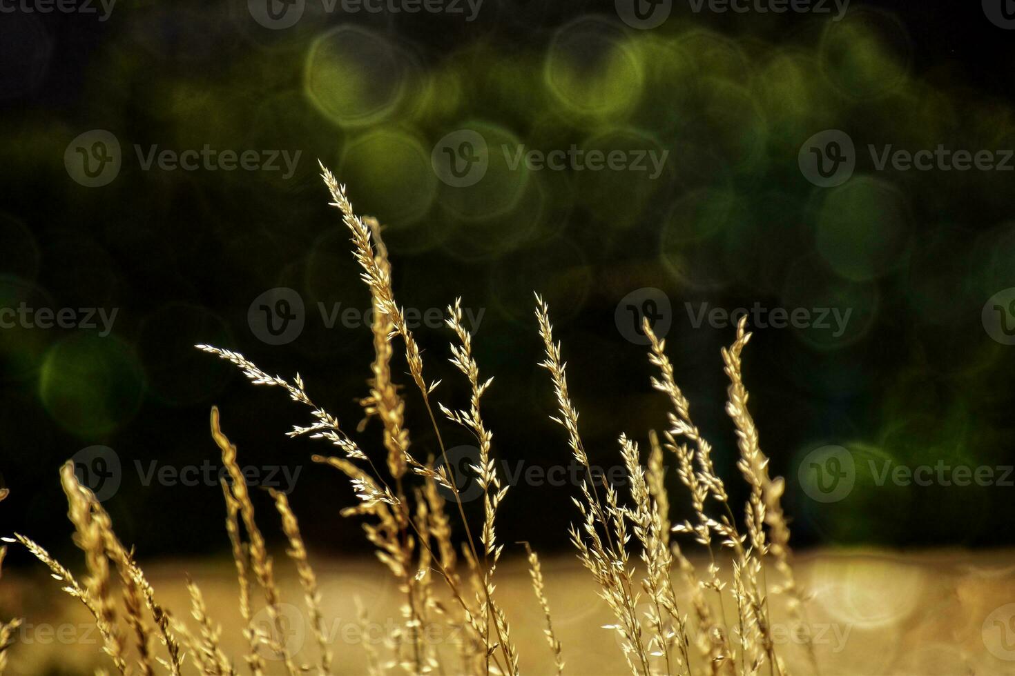 golden summer wild grass in the eternal warm gentle sun photo