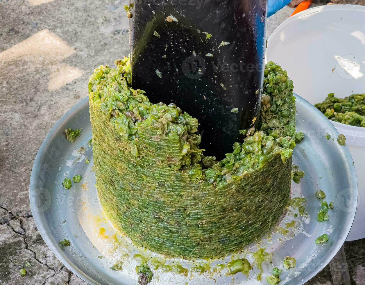 The process of making homemade grape wine. The operation of a hydraulic press to obtain grape juice for fermentation. Close-up of freshly squeezed grape pomace. photo