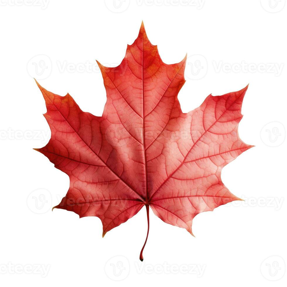 Red maple leaf as an autumn symbol as a seasonal themed concept photo