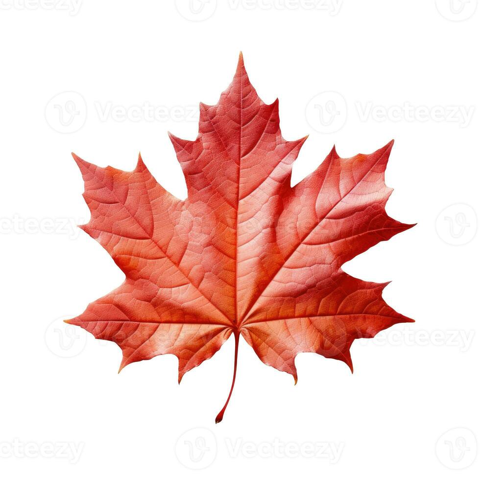 Red maple leaf as an autumn symbol as a seasonal themed concept photo