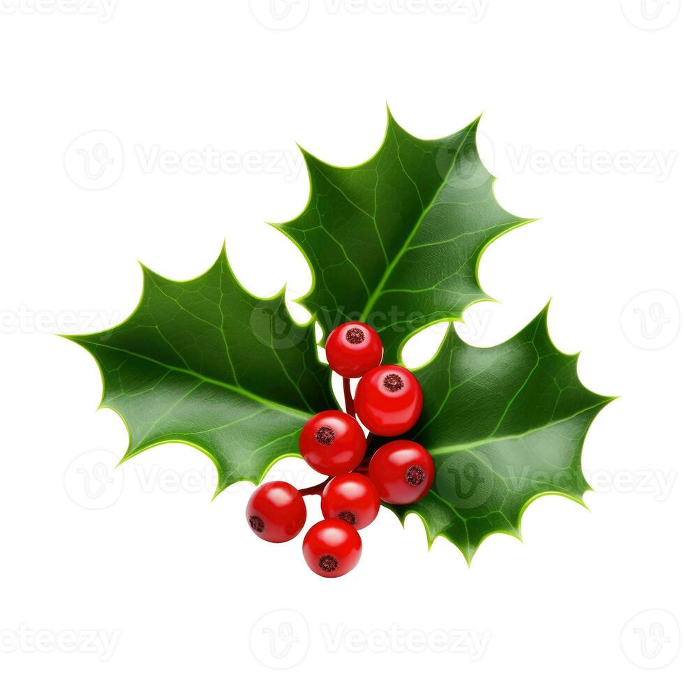 Holly berry leaves. Christmas decoration isolated on background photo