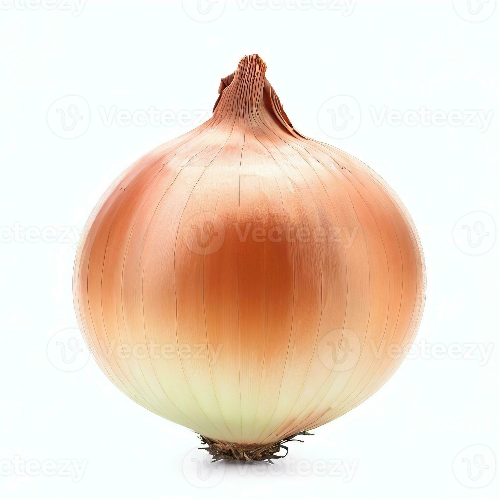 onion head on white background with stiff illumination isolated