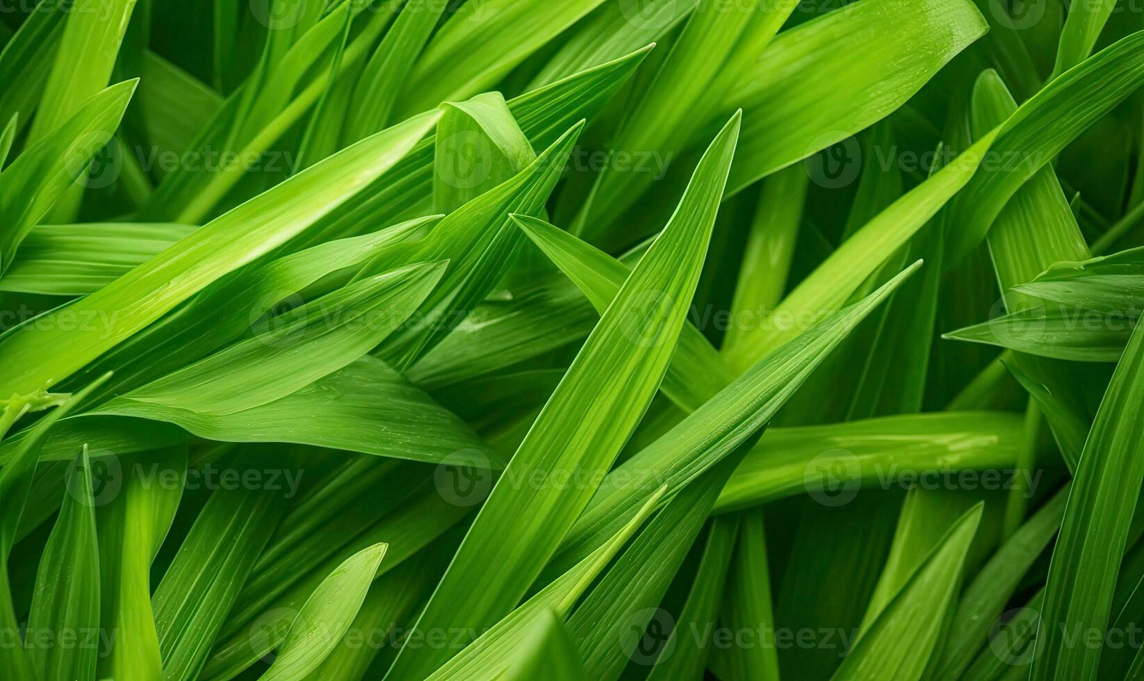 Fresh lush green grass on meadow with drops of water dew. Close-up macro. Created with generative AI tools photo