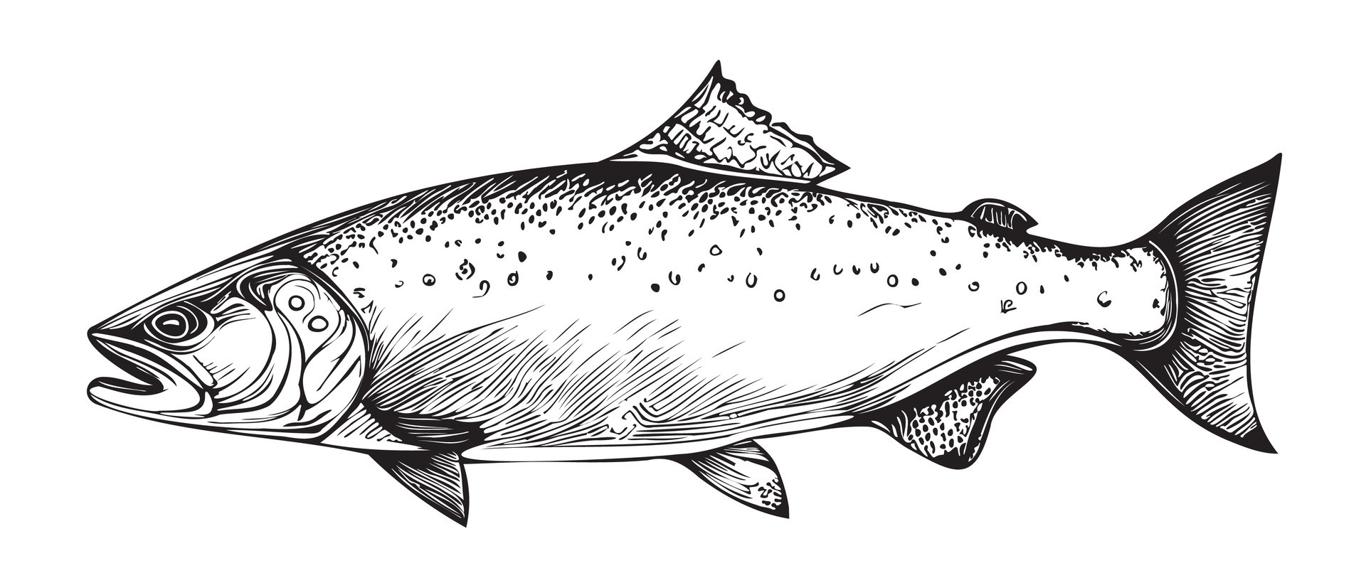 Salmon fish hand drawn sketch Vector illustration 29634115 Vector Art