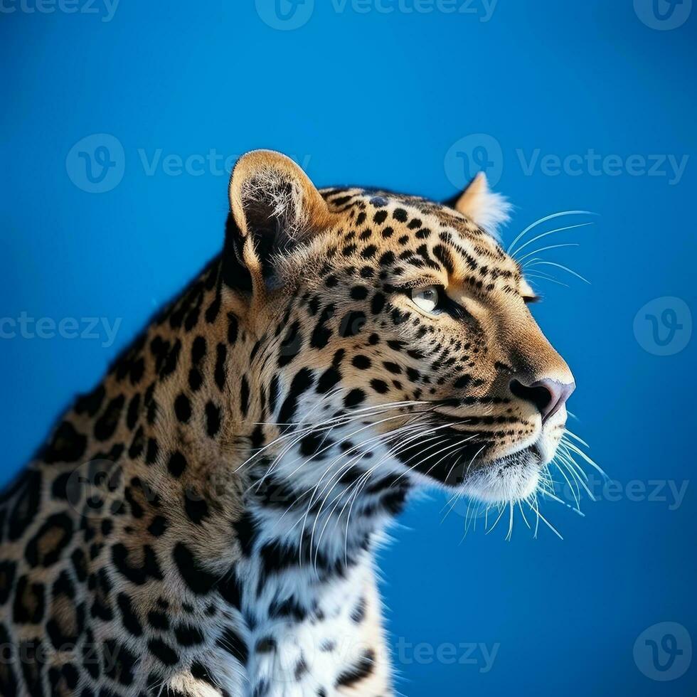 a leopard on blue background generative AI photo