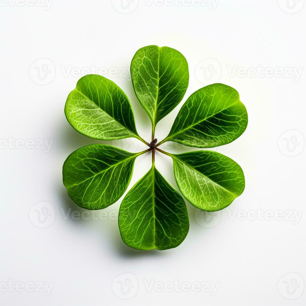 six clover leaf isolated on white background generative AI photo