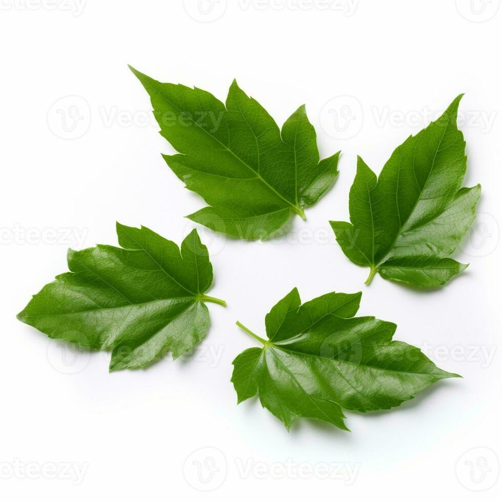 four leaves on white background generative AI photo