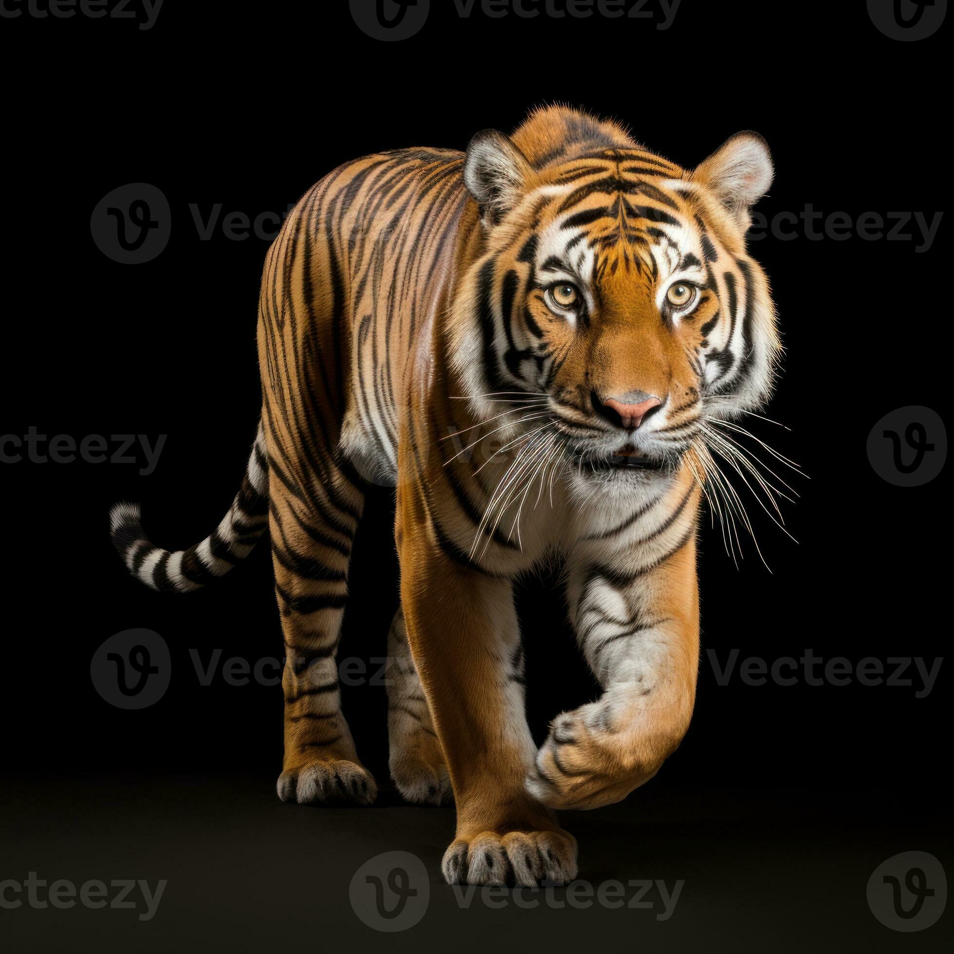 a realistic tiger walking on black background generative AI 29640579