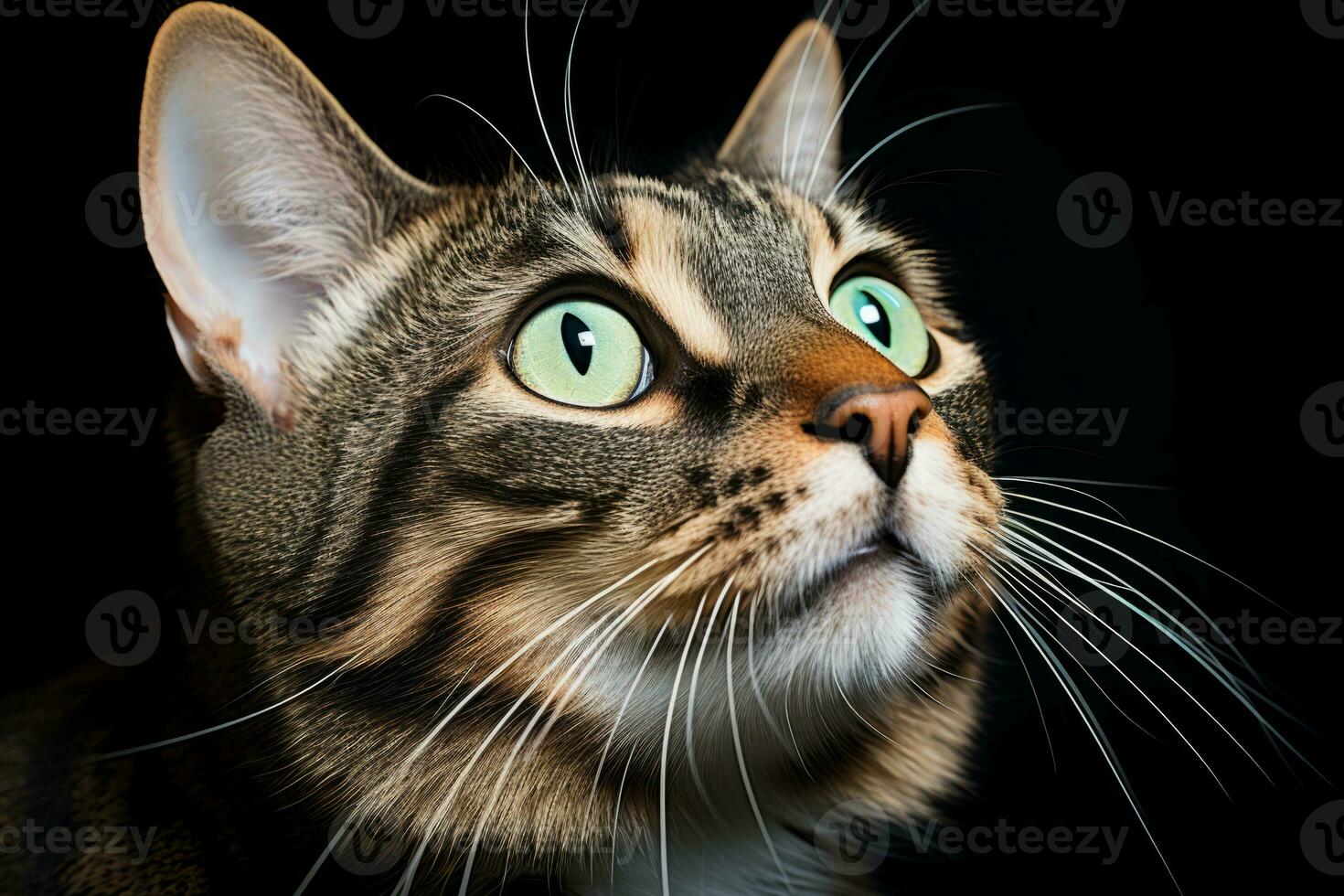 a close up of a cat looking up at the sky generative ai photo