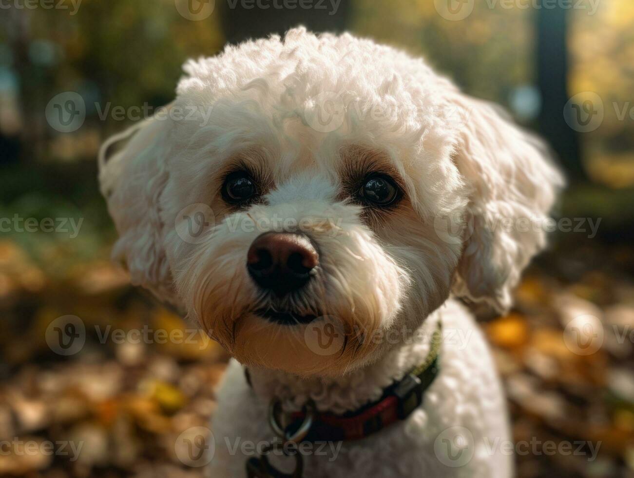 Bichon Frise dog created with Generative AI technology photo