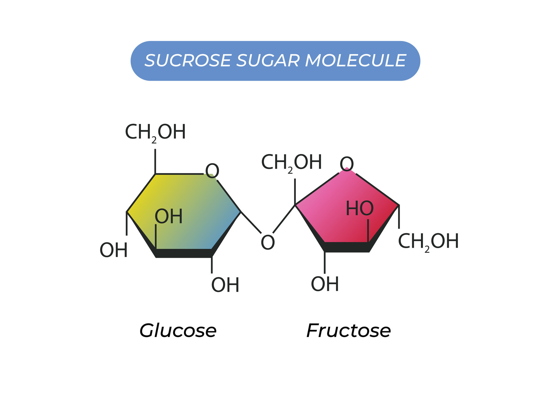 Structural chemical formula and model of fructose Vector Image