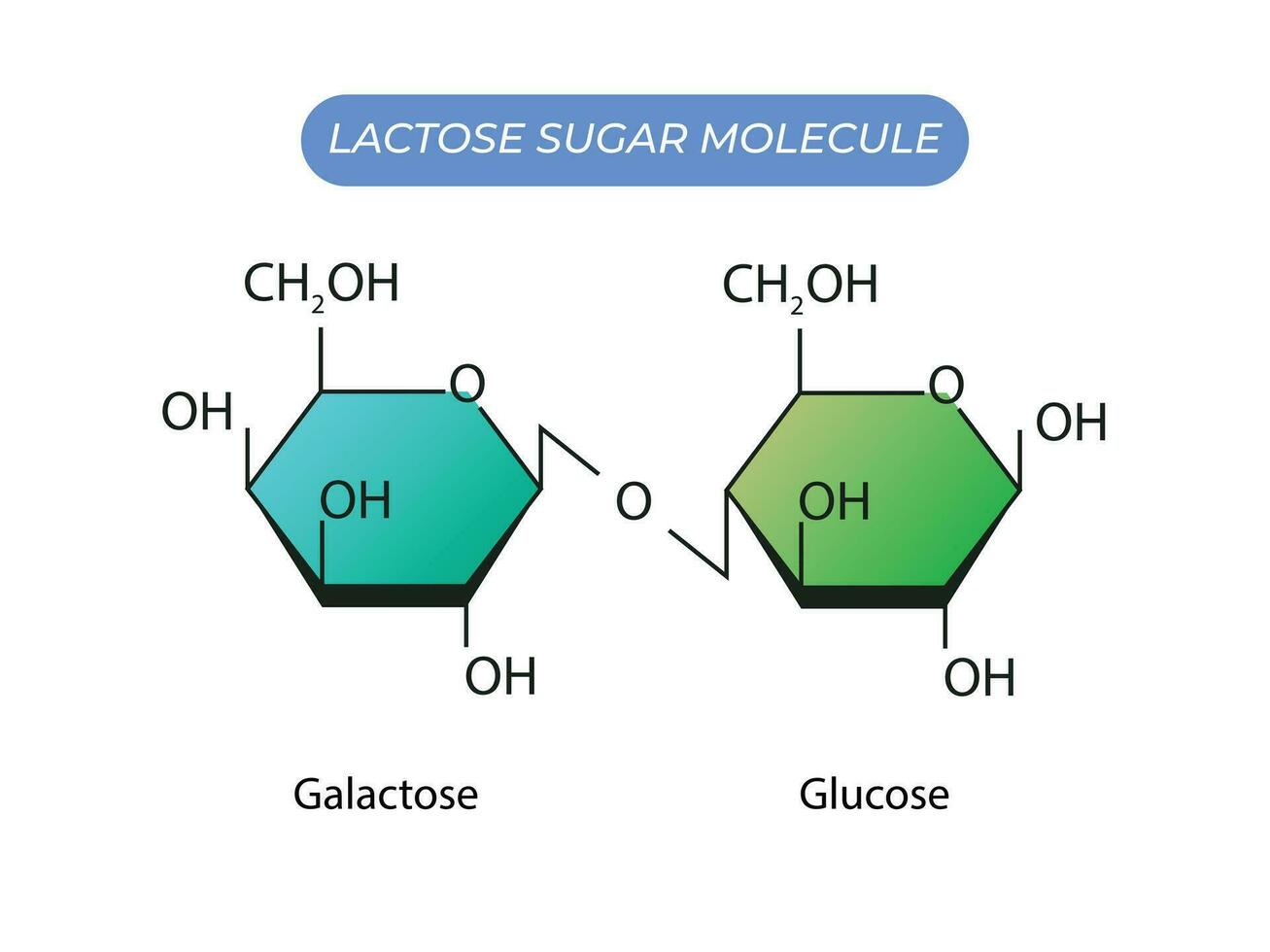 lactosa azúcar molécula. glucosa y galactosa vector