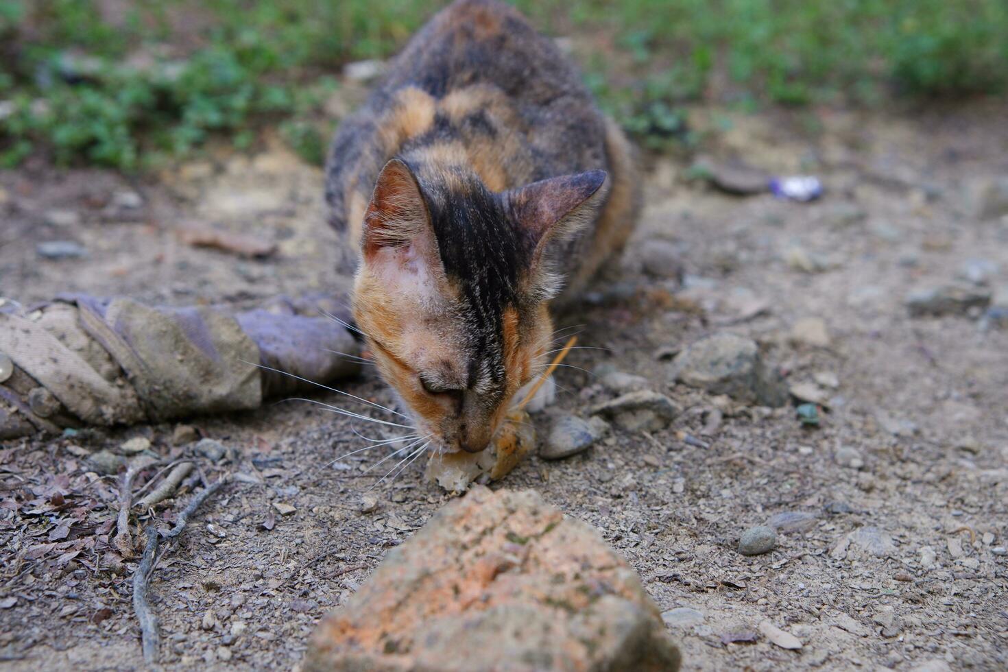 a wild village cat is eating photo