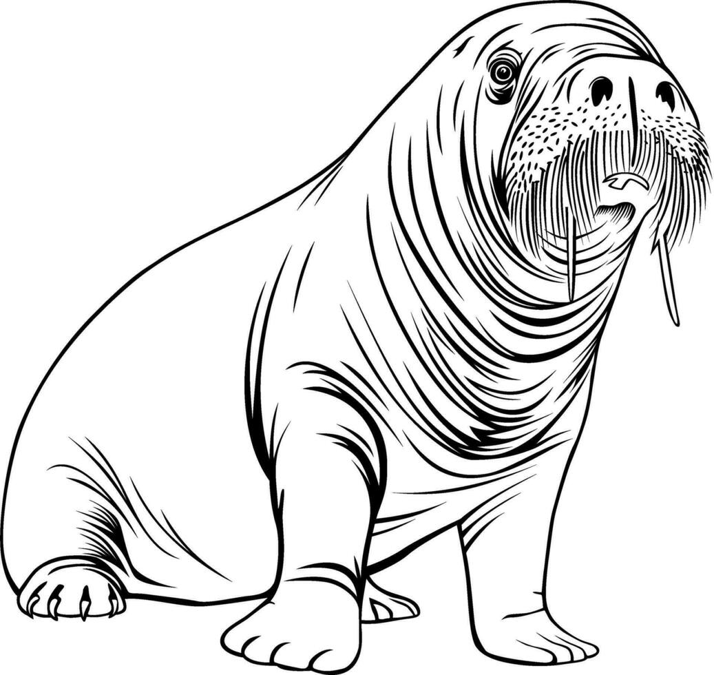 Realistic Walrus Vector Illustration