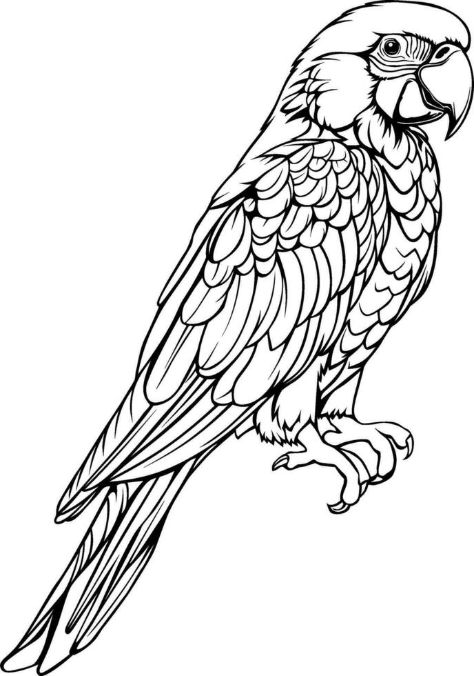 Realistic Parrot Vector Illustration