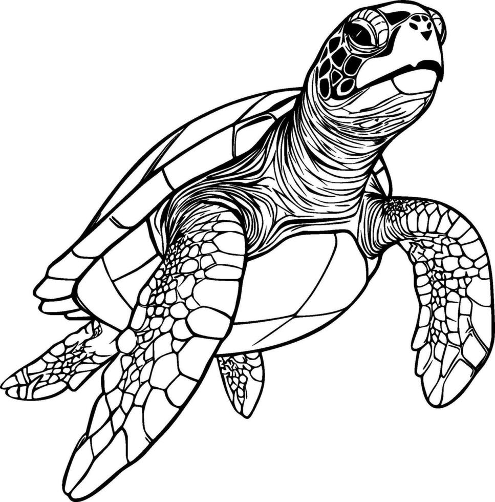 Realistic Turtle Vector Illustration 29