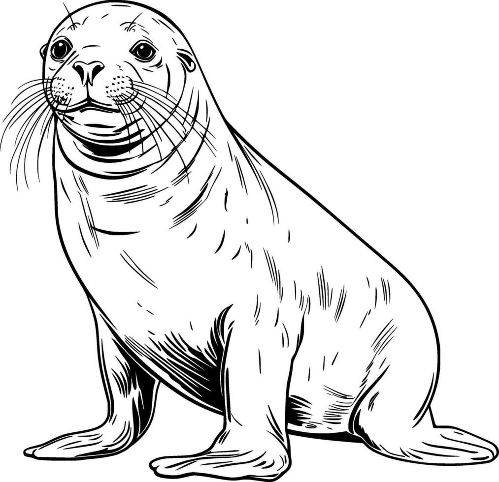 Realistic Seal Vector Illustration 29