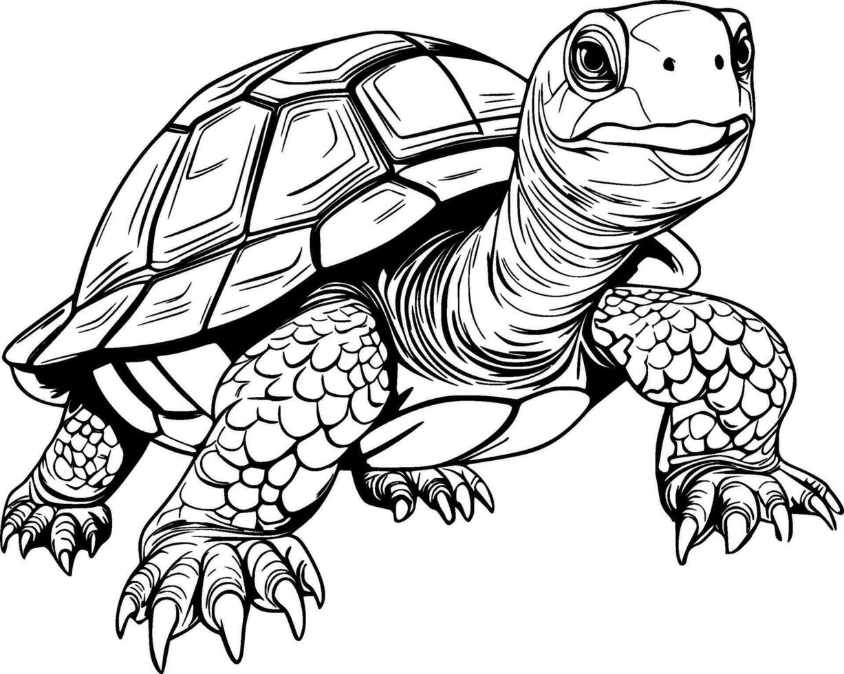 Realistic Tortoise Vector Illustration