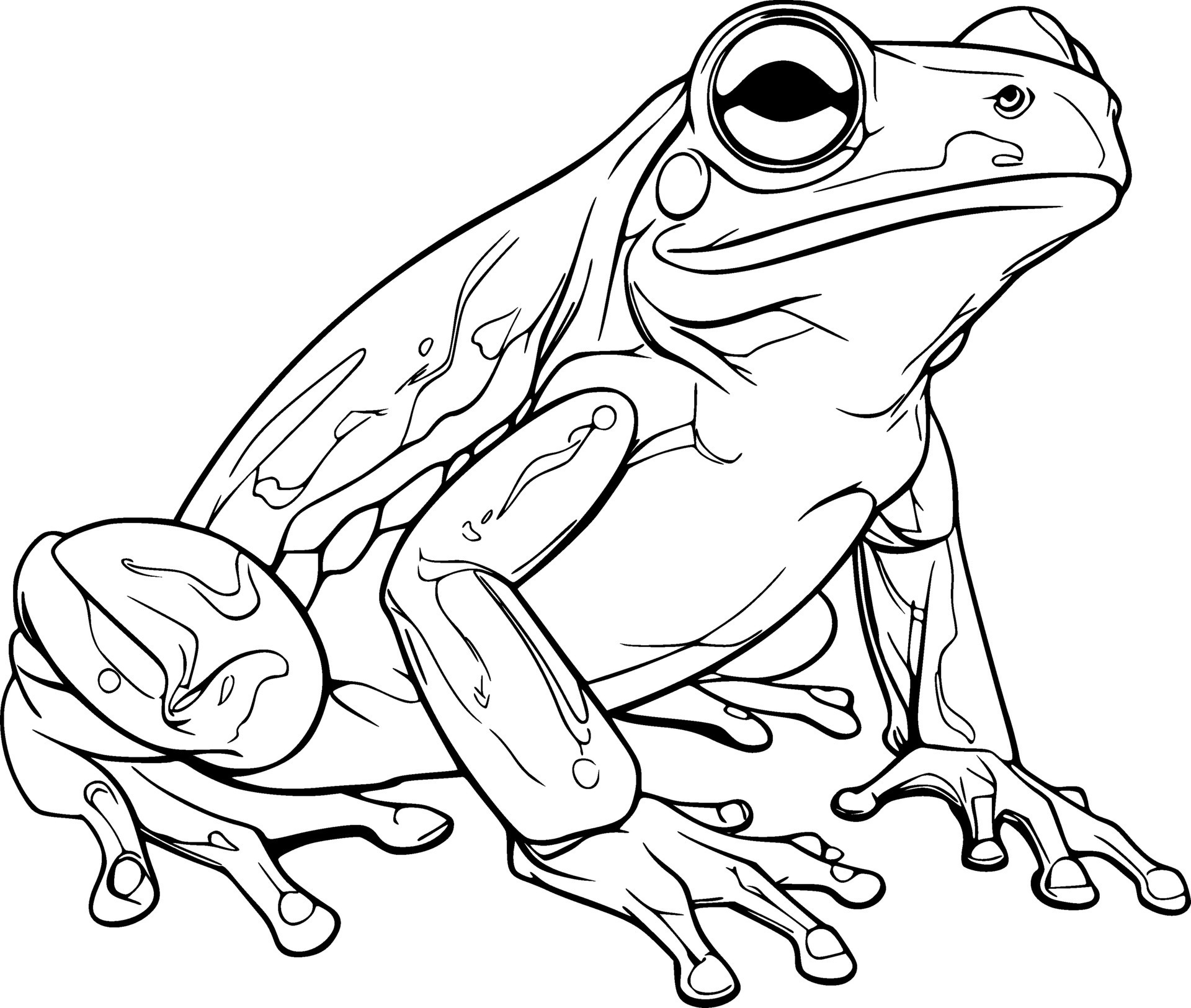 Realistic Frog Vector Illustration 29698244 Vector Art at Vecteezy