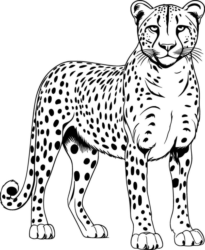 Realistic Cheetah Vector Illustration