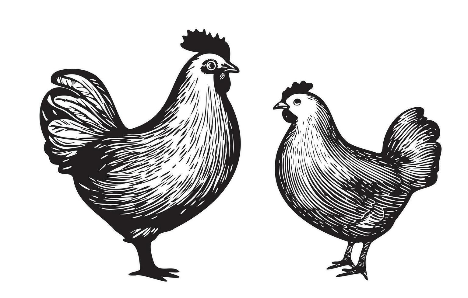 Rooster and hen hand drawn Vector sketch illustration