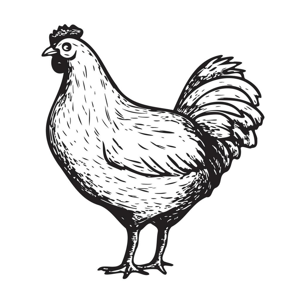 Farm Hen standing hand drawn sketch illustration vector