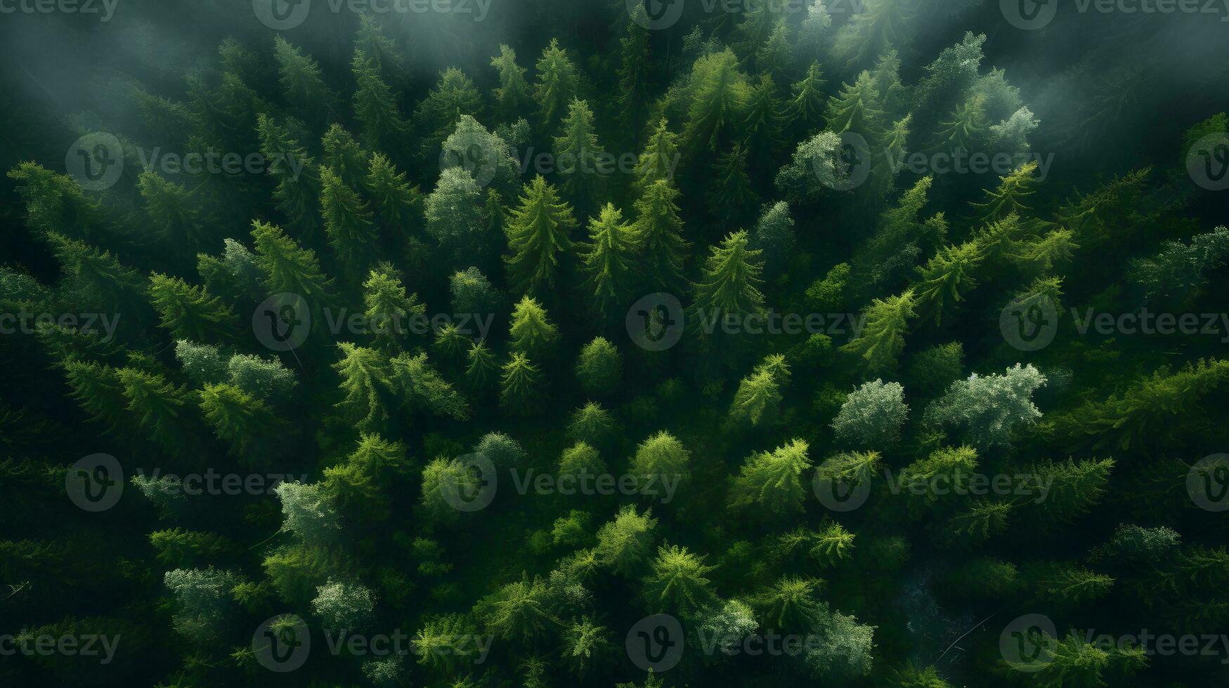 Overhead Sunlit Forest Beauty - Generated AI Photograph photo