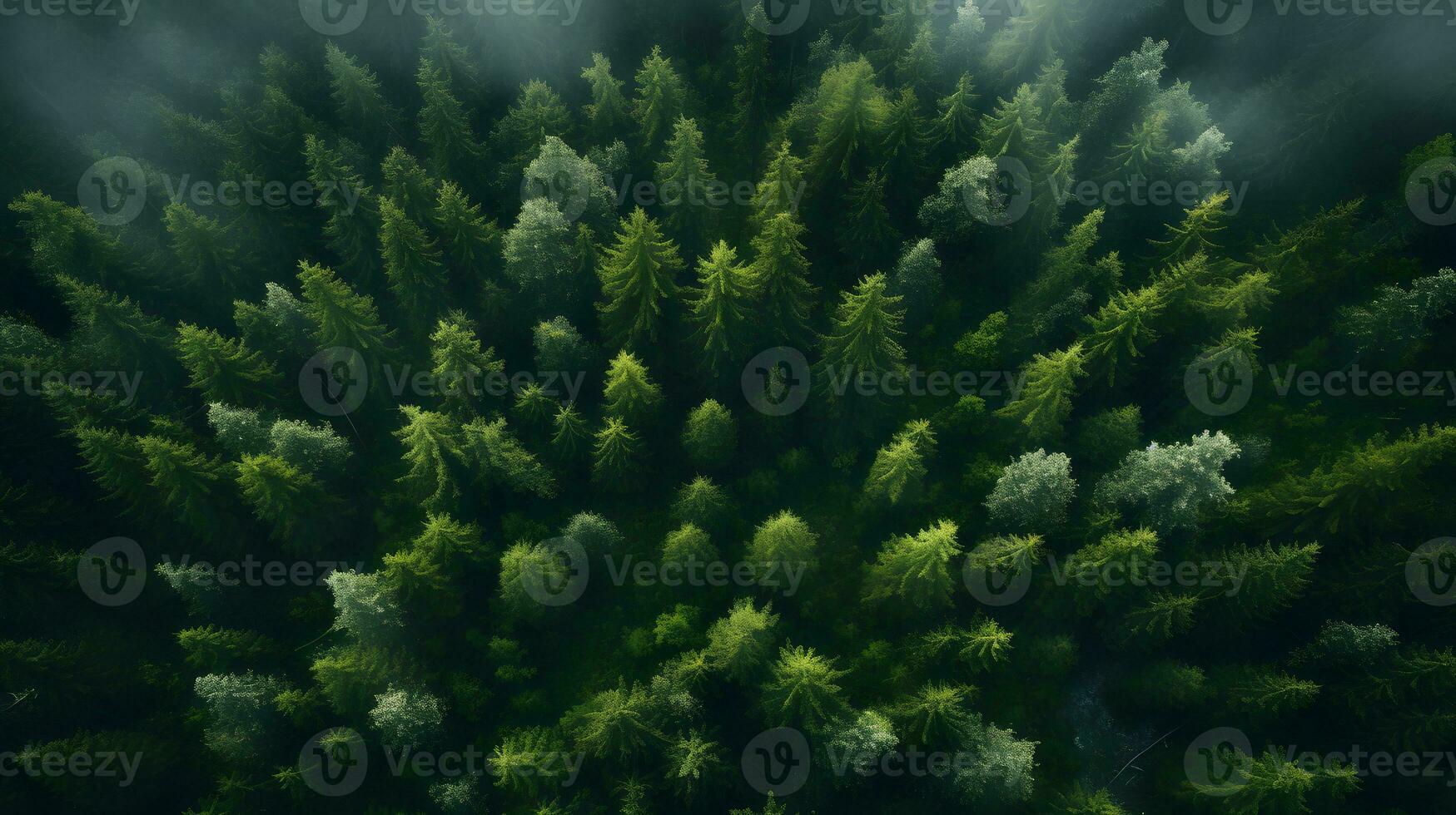 Overhead Sunlit Forest Beauty - Generated AI Photograph photo