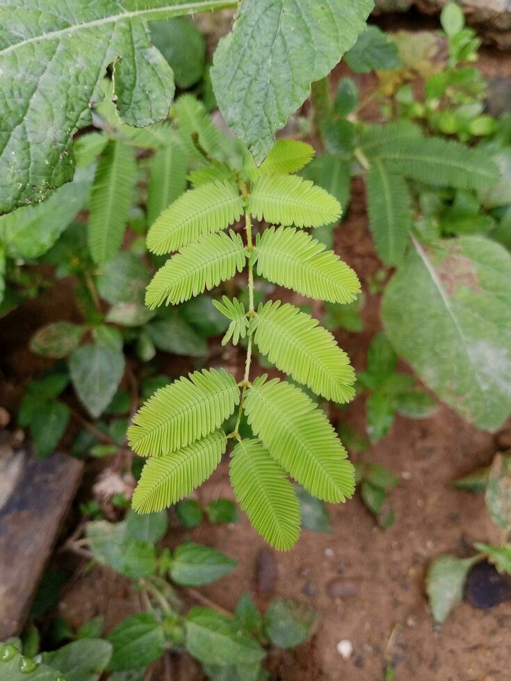 muy dulce tímido princesa planta foto