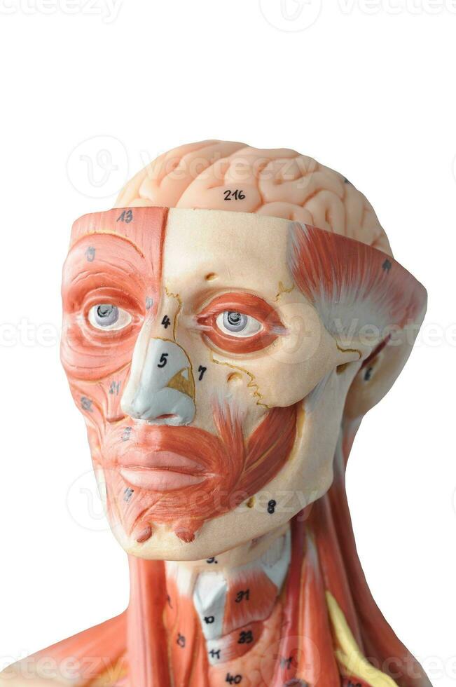 face muscle human anatomy model with transparent background photo