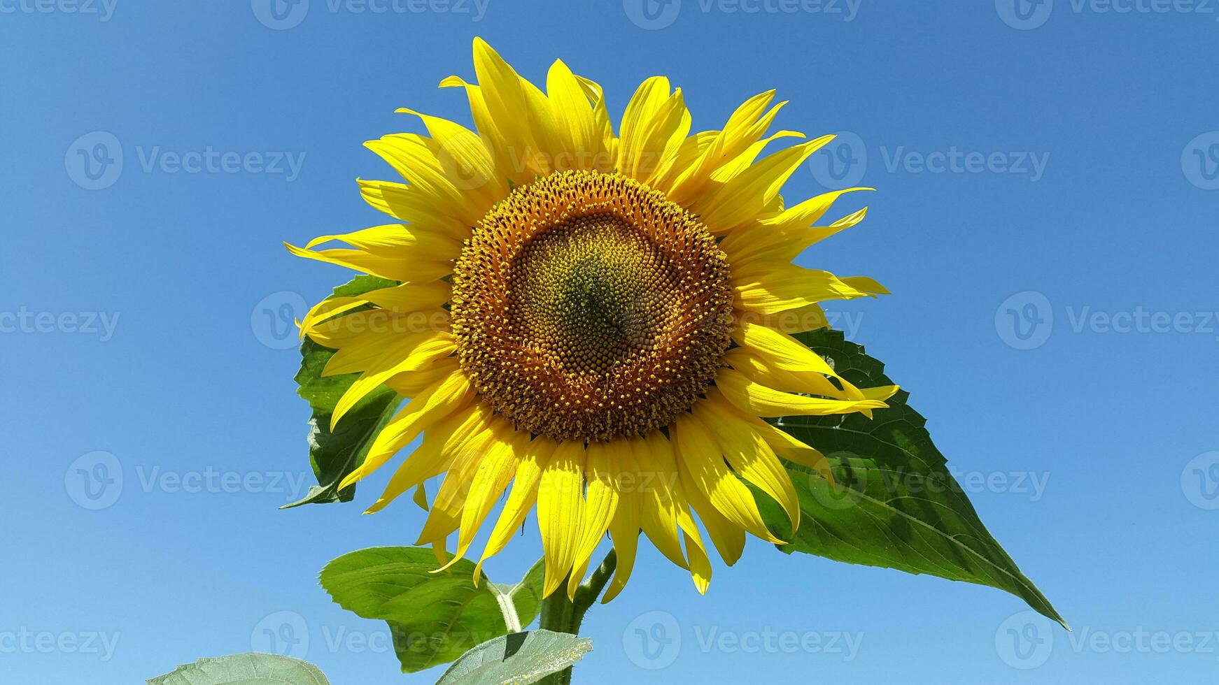 floreciente girasol. girasol flor en contra azul cielo foto