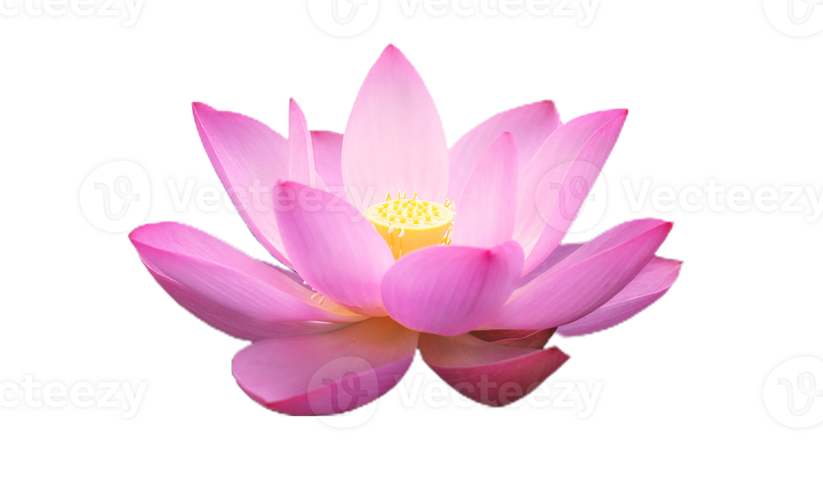 lotus flower png transparent background