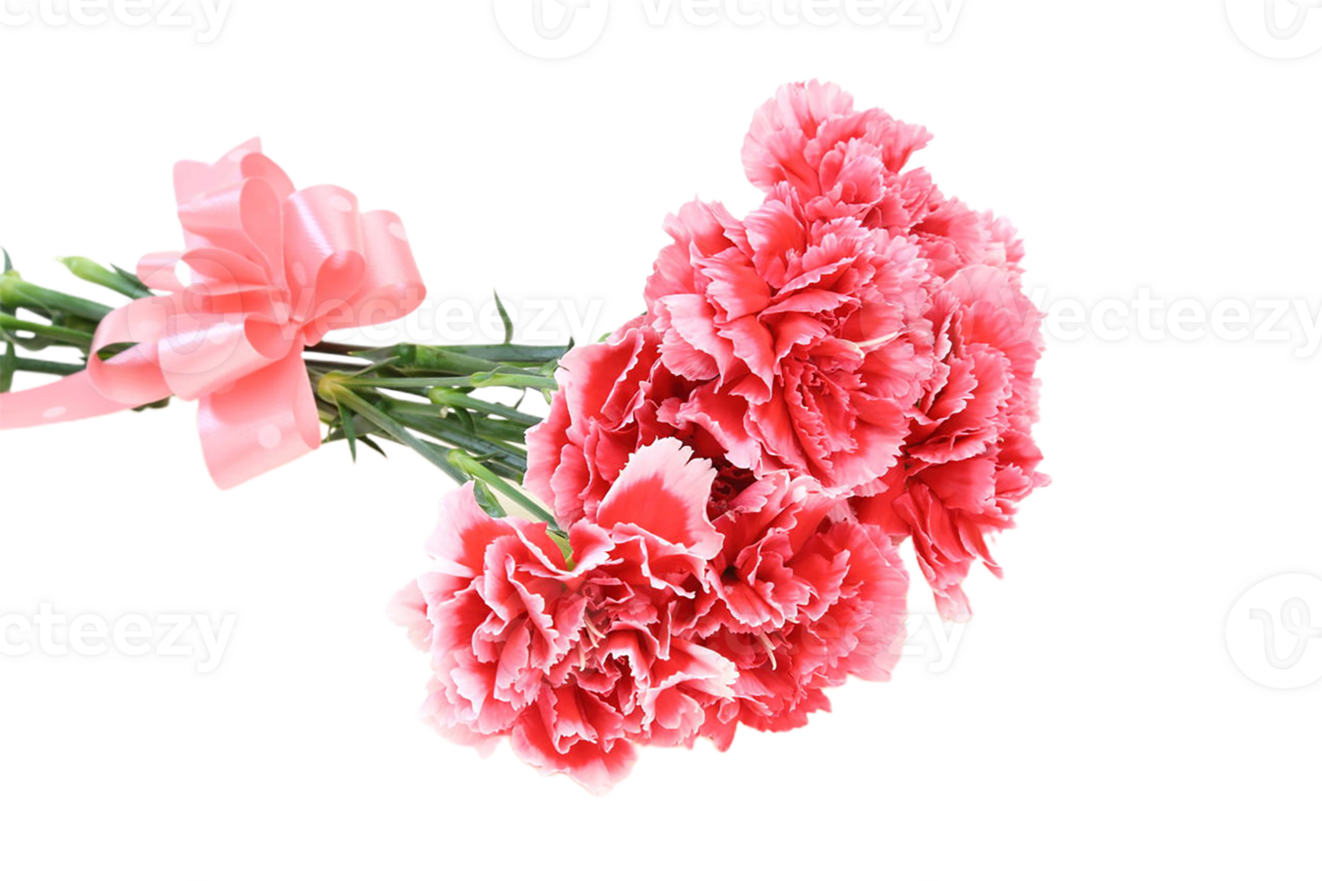 carnation flower png transparent background