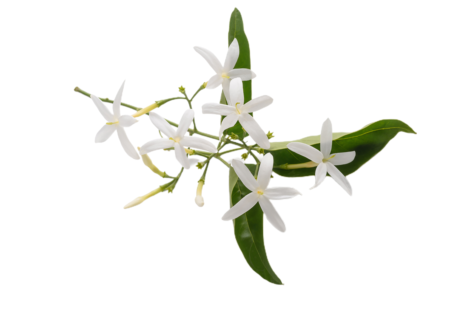 jasmine flower png transparent background 29711011 PNG