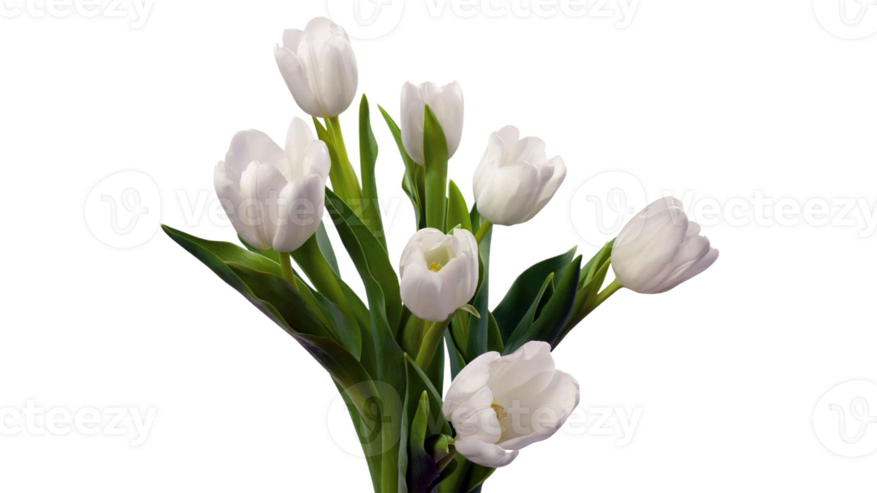 Tulip flower png transparent background