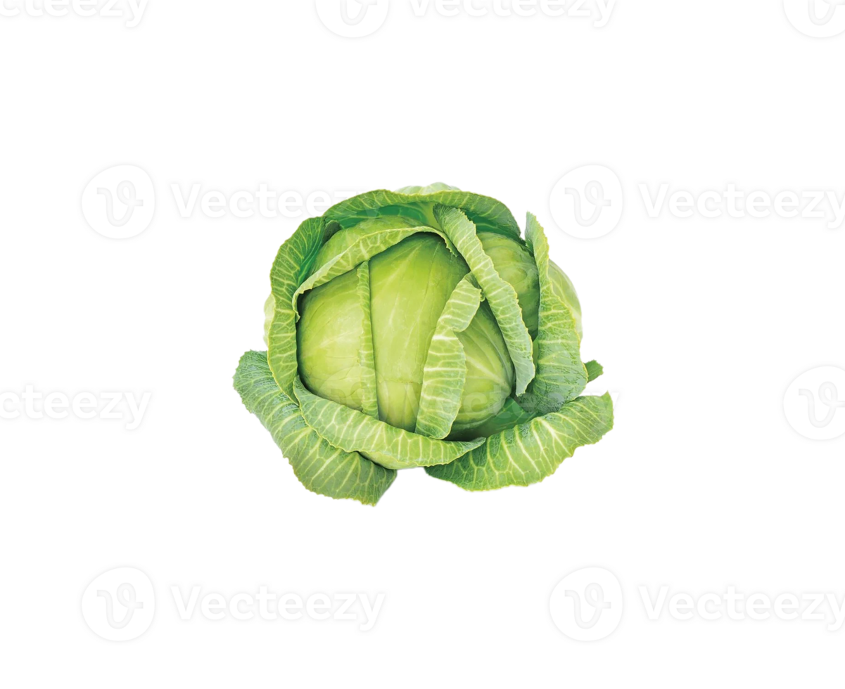 cabbage png transparent background
