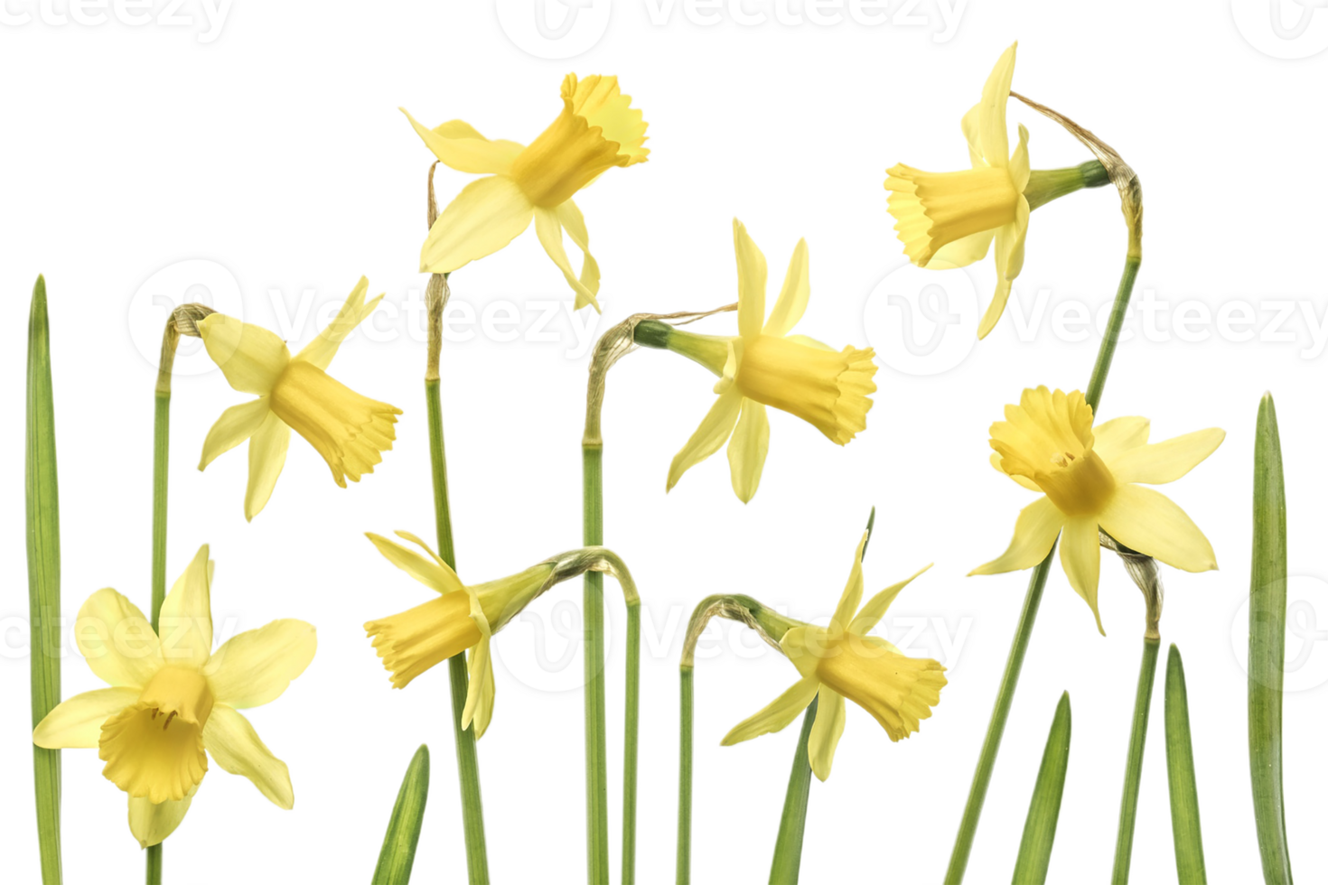 daffodil flower png transparent background